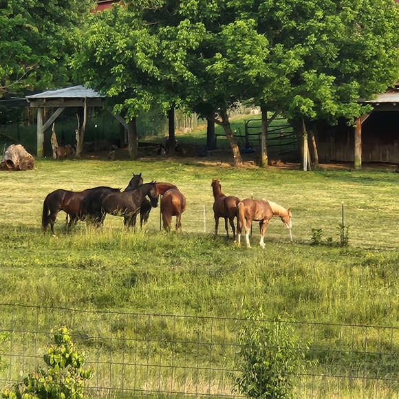 Meet your Posher, Kathy - Picture 4 of 12